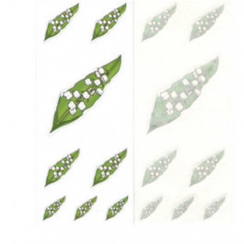 Ovisjel - gyöngyvirág